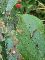 Lepidoptera