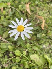 Tripleurospermum inodorum