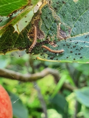 Lepidoptera