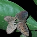 Catocyclotis densemaculata - Photo (c) Oscar Enciso, algunos derechos reservados (CC BY-NC), subido por Oscar Enciso