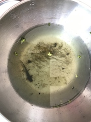 Lissotriton vulgaris