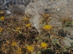 Carlina corymbosa