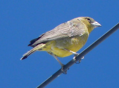 Sicalis uropygialis