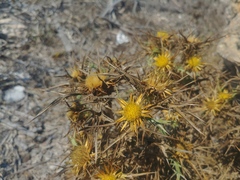 Carlina corymbosa