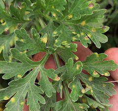 Puccinia chrysanthemi