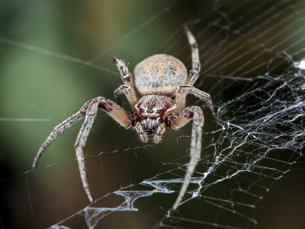 Larinioides suspicax