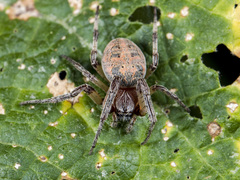 Larinioides suspicax