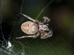 Larinioides suspicax