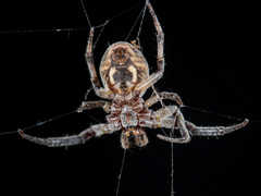 Larinioides suspicax