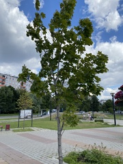 Acer platanoides