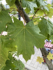 Acer platanoides