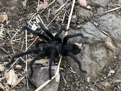 Aphonopelma steindachneri