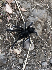 Aphonopelma steindachneri