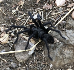 Aphonopelma steindachneri