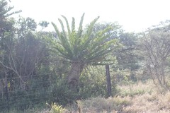 Encephalartos altensteinii