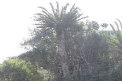 Encephalartos altensteinii