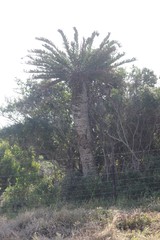 Encephalartos altensteinii