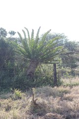 Encephalartos altensteinii