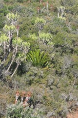 Encephalartos altensteinii