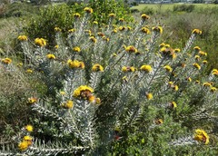 Leucospermum parile