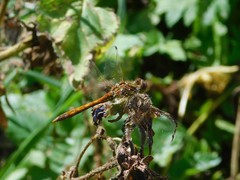 Sympetrum vulgatum