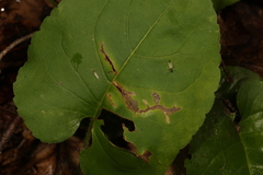 Scrobipalpula manierreorum