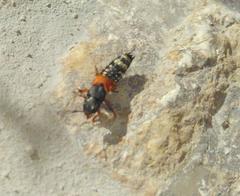 Platydracus stercorarius