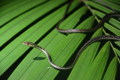 Dendrelaphis haasi