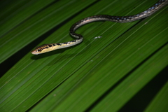 Dendrelaphis haasi