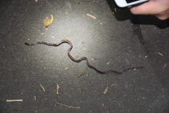 Calliophis intestinalis