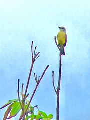 Tyrannus melancholicus