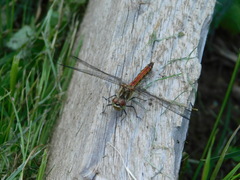 Sympetrum vulgatum
