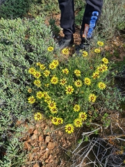 Osteospermum scariosum