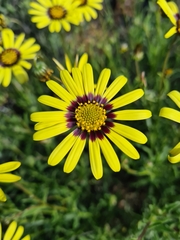 Osteospermum scariosum