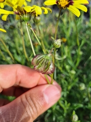 Osteospermum scariosum