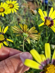 Osteospermum scariosum