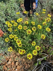 Osteospermum scariosum