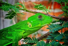 Iguanidae