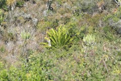 Encephalartos altensteinii