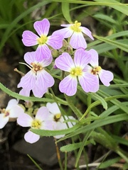 Dontostemon integrifolius