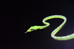 Ahaetulla mycterizans