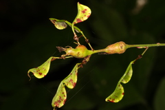 Neolasioptera desmodii