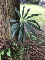Arisaema consanguineum