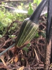 Arisaema consanguineum