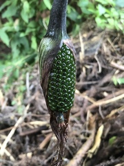 Arisaema consanguineum