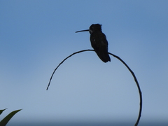 Heliomaster longirostris