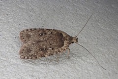 Agonopterix heracliana