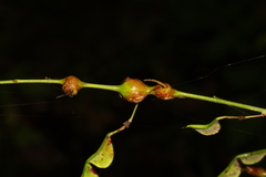 Neolasioptera desmodii