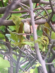 Campylorhynchus rufinucha