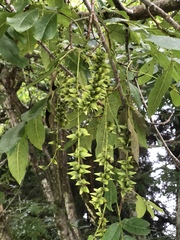 Pterocarya stenoptera